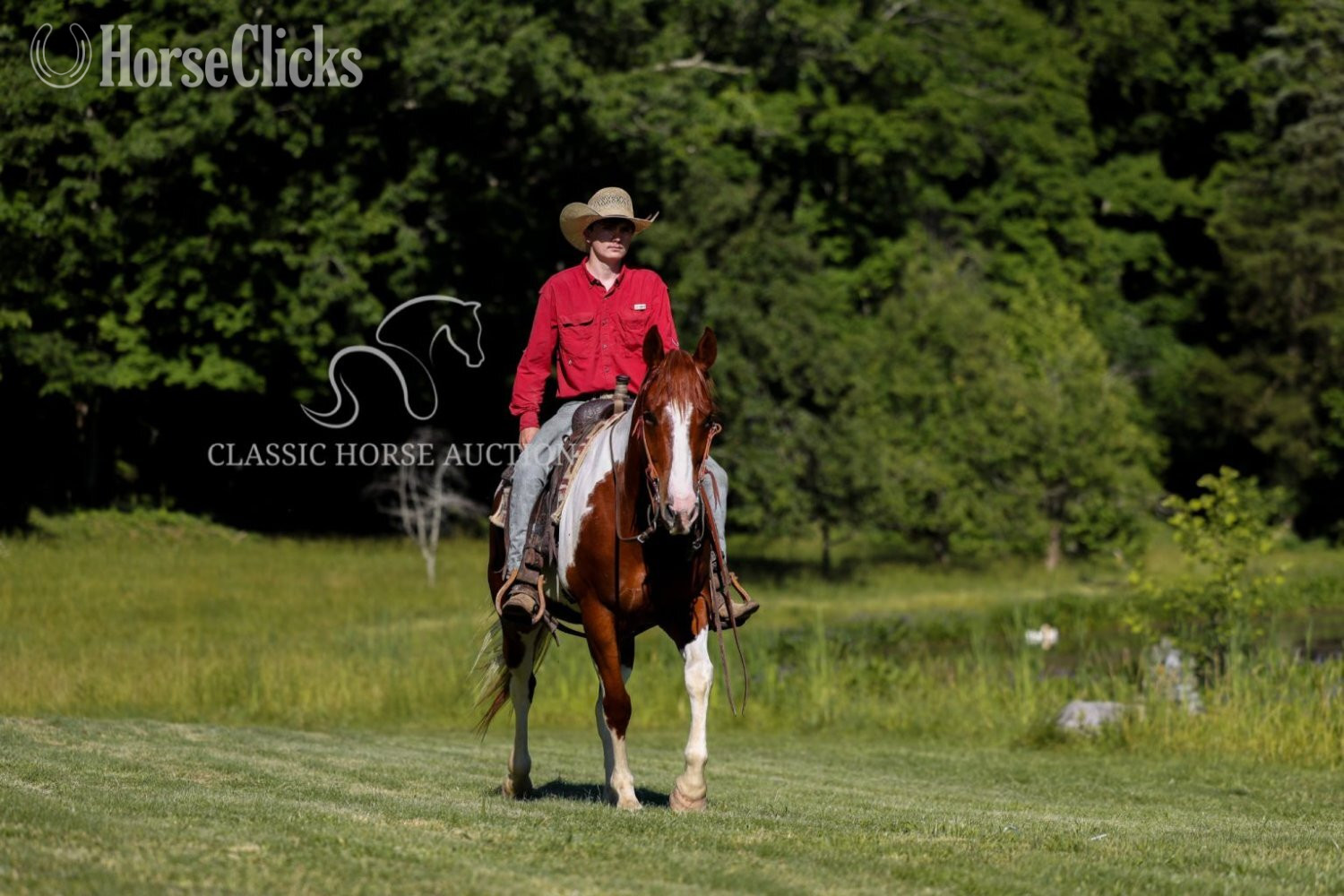 Paint - "MITCHEL" Sorrel Gelding Paint