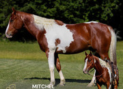 "MITCHEL" Sorrel Gelding Paint