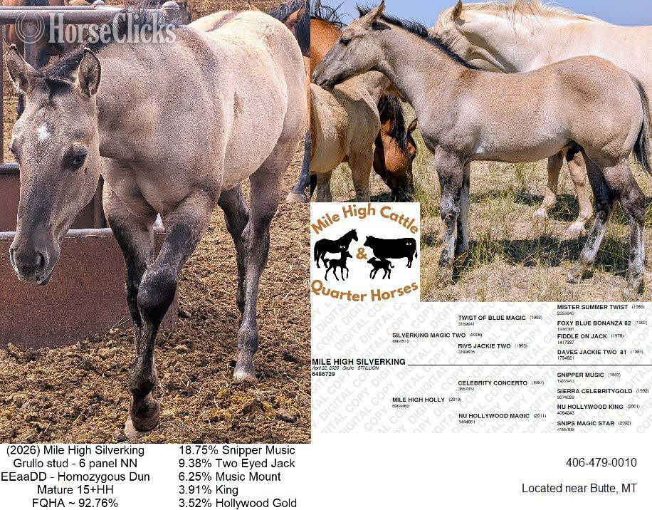 "Mile High Silverking" Grullo Stallion Quarter Horse in Montana