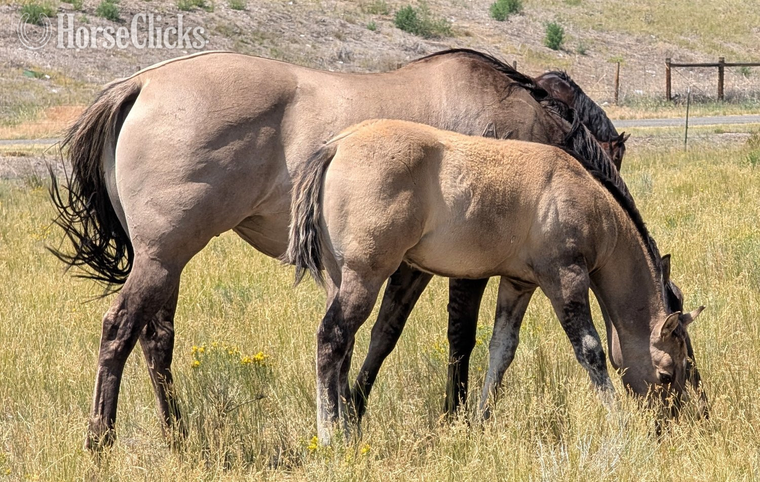 "Mile High Silverking" Grullo Stallion Quarter Horse