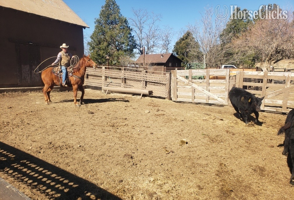 "" Sorrel Gelding Quarter Horse in California