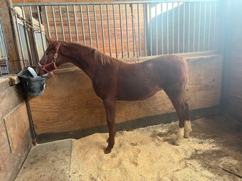 "Gracious Santana Dream" Chestnut Colt American Saddlebred
