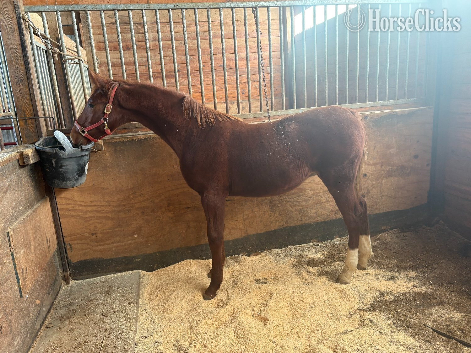 "Gracious Santana Dream" Chestnut Colt American Saddlebred in Kentucky