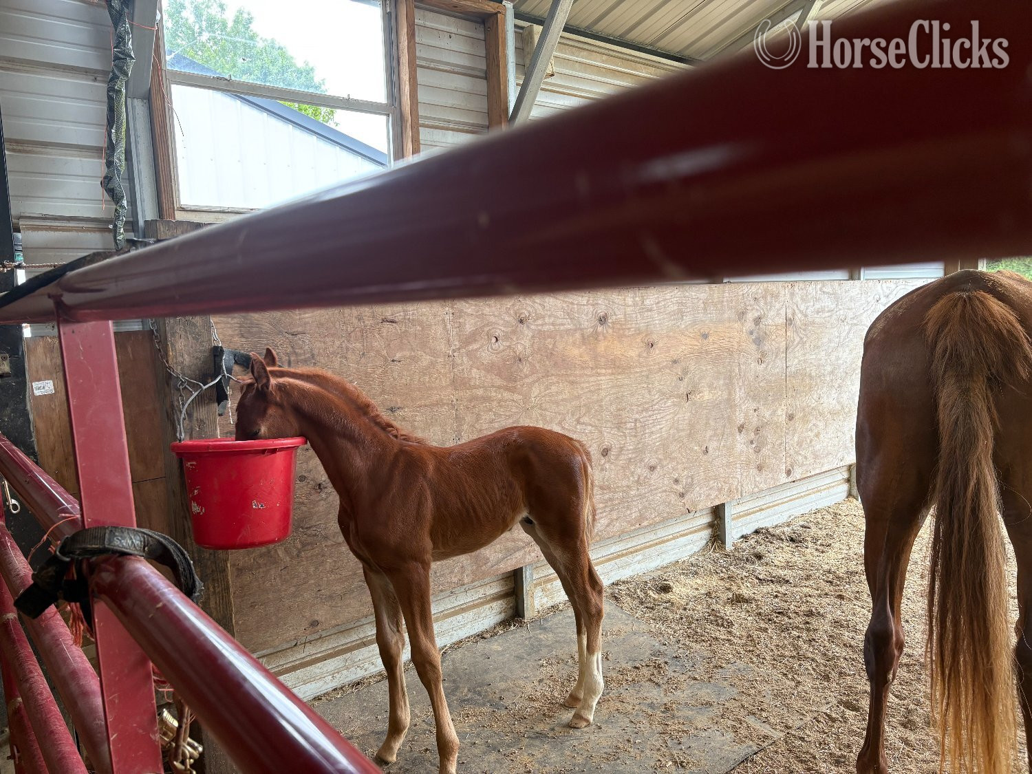 "Gracious Santana Dream" Chestnut Colt American Saddlebred
