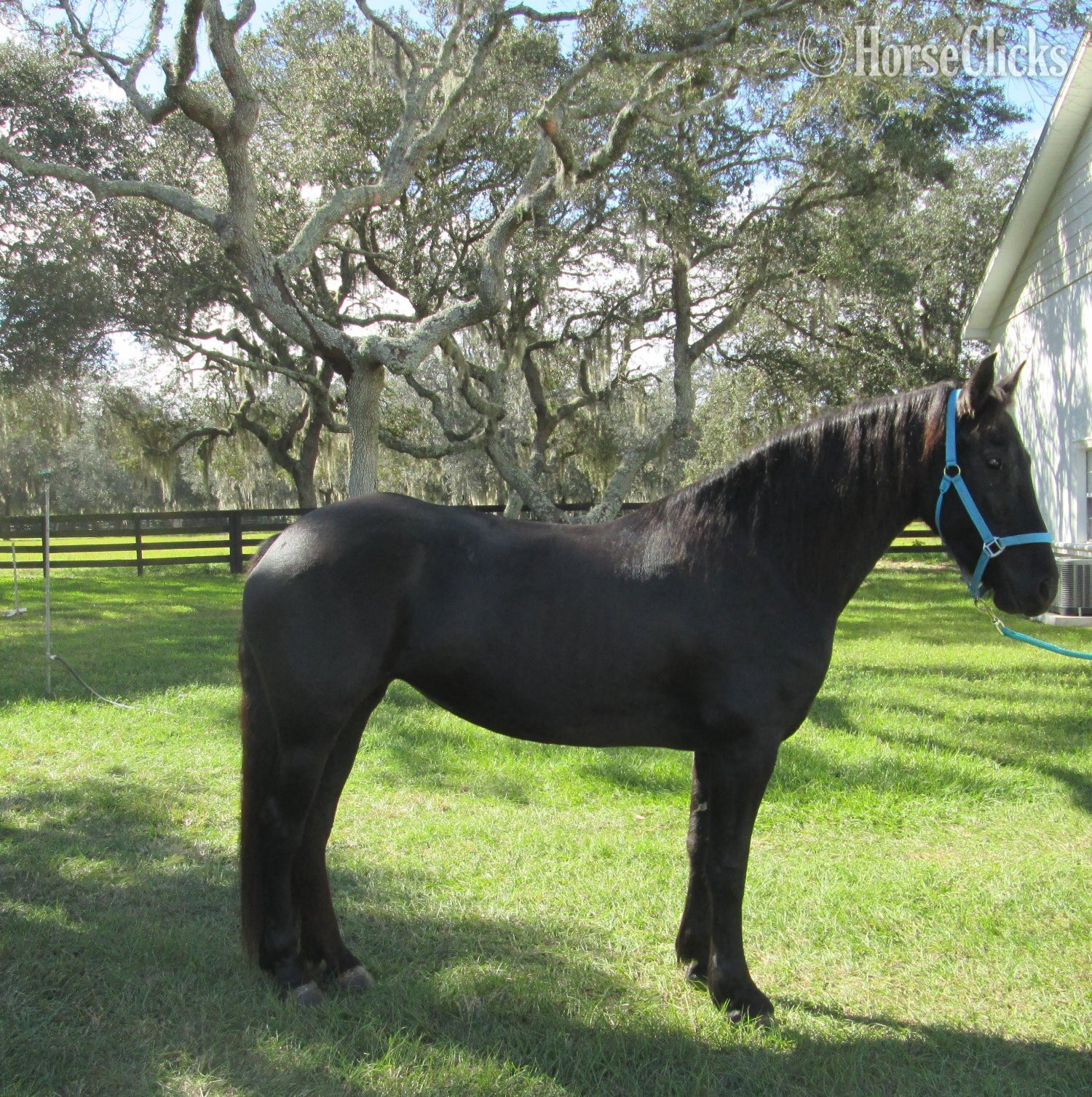 " Angelique" Black Mare Friesian in Florida