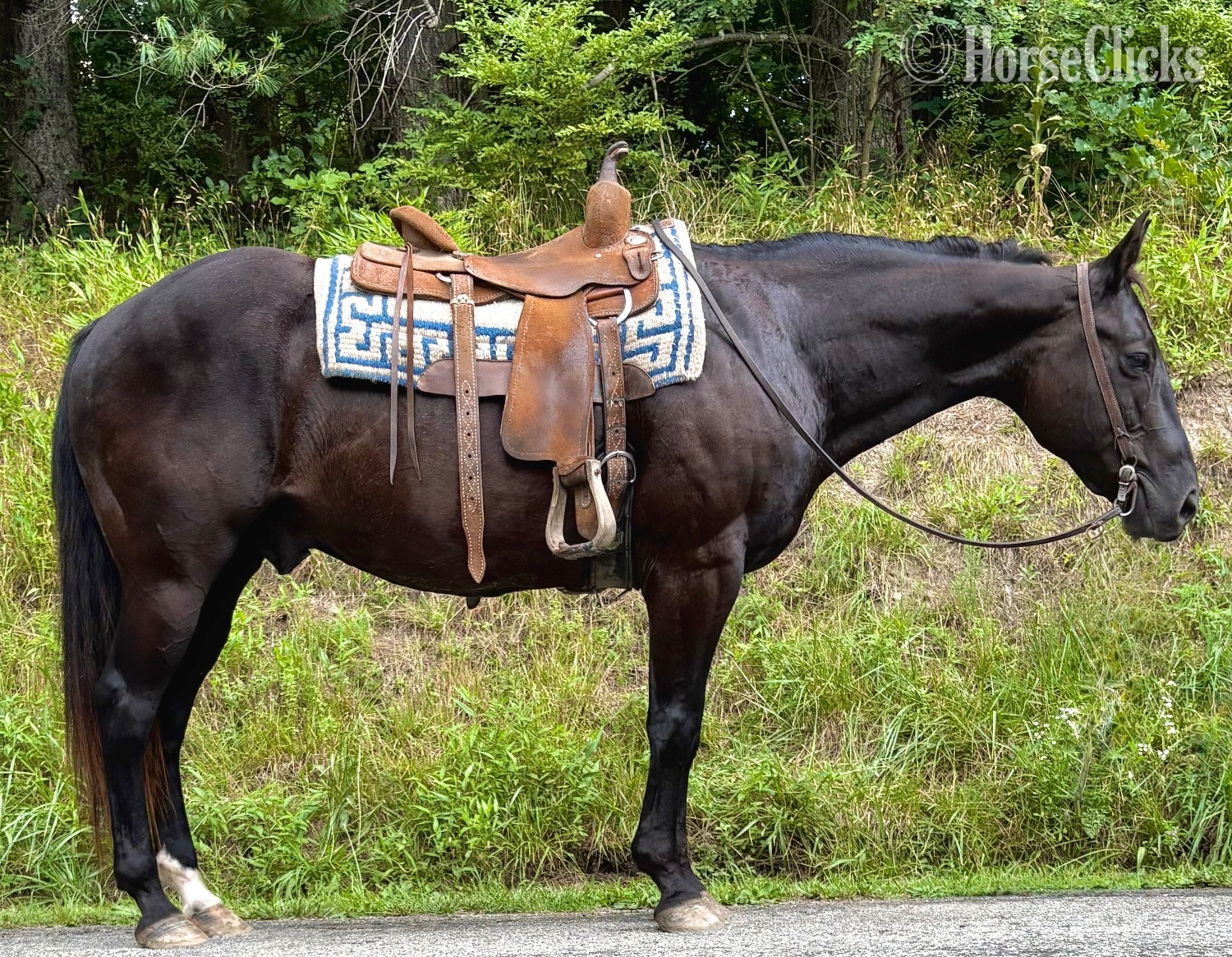 "Gus" Black Gelding Quarter Horse in Ohio