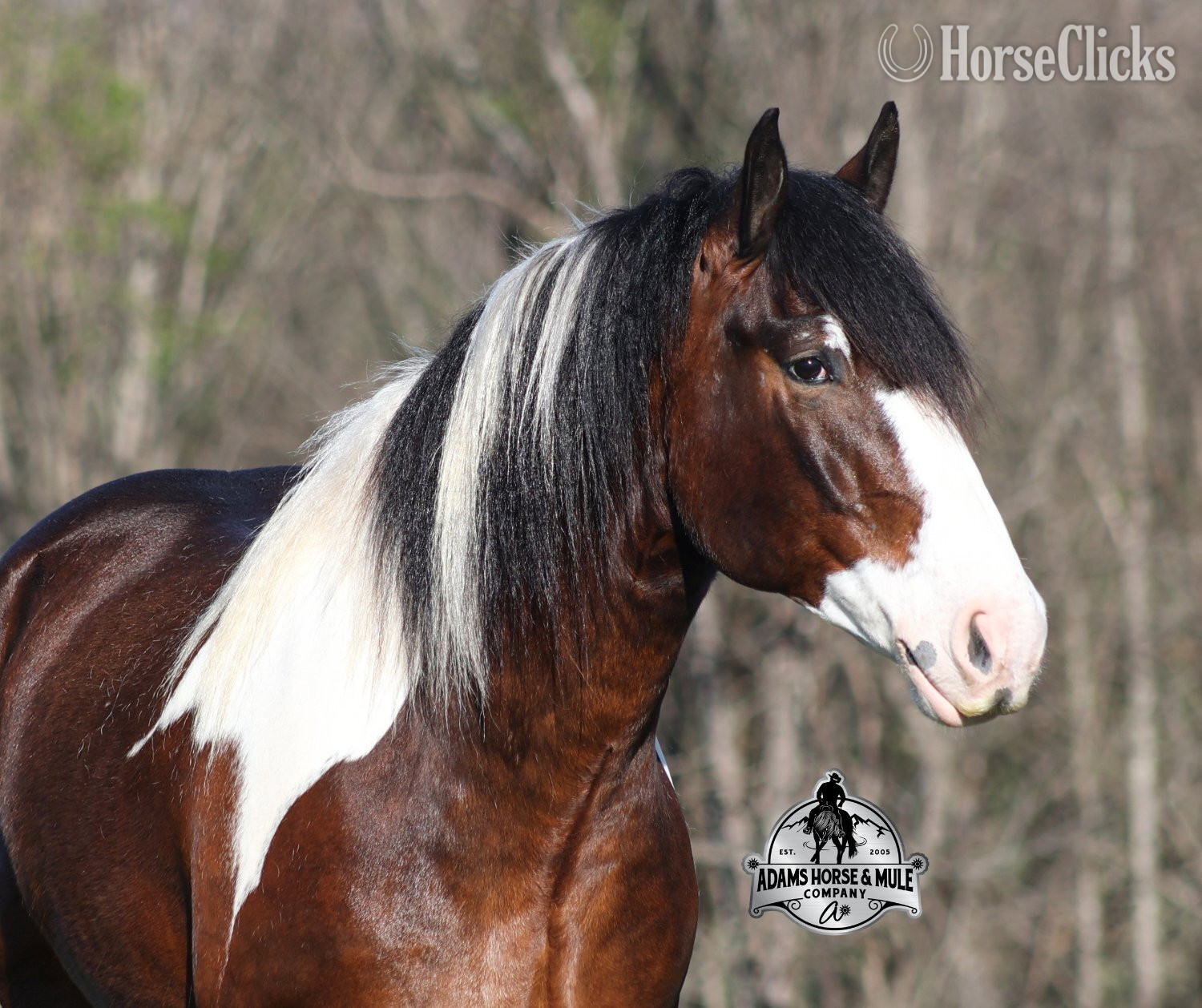 "" Tabiano Gelding Quarter Horse