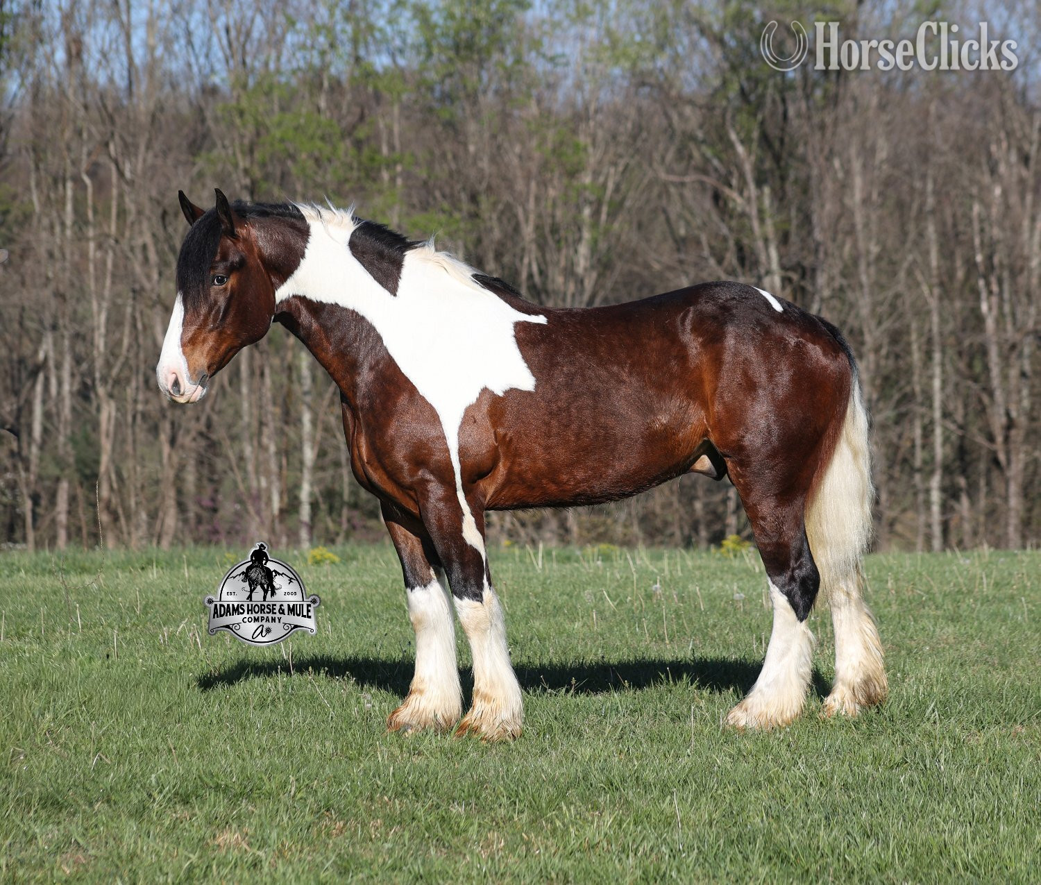 Kentucky "" Tabiano Gelding Quarter Horse