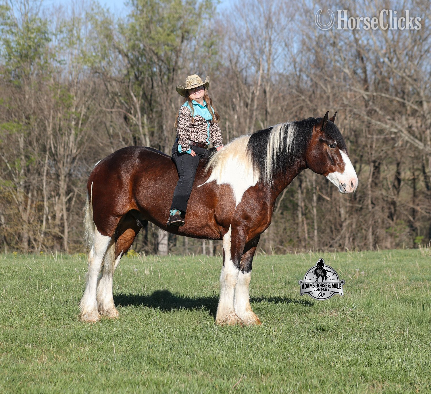 "" Tabiano Gelding Quarter Horse - Quarter Horse in Kentucky