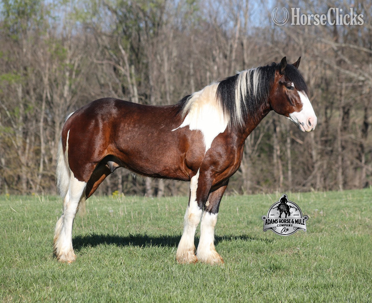 "" Tabiano Gelding Quarter Horse - Quarter Horse