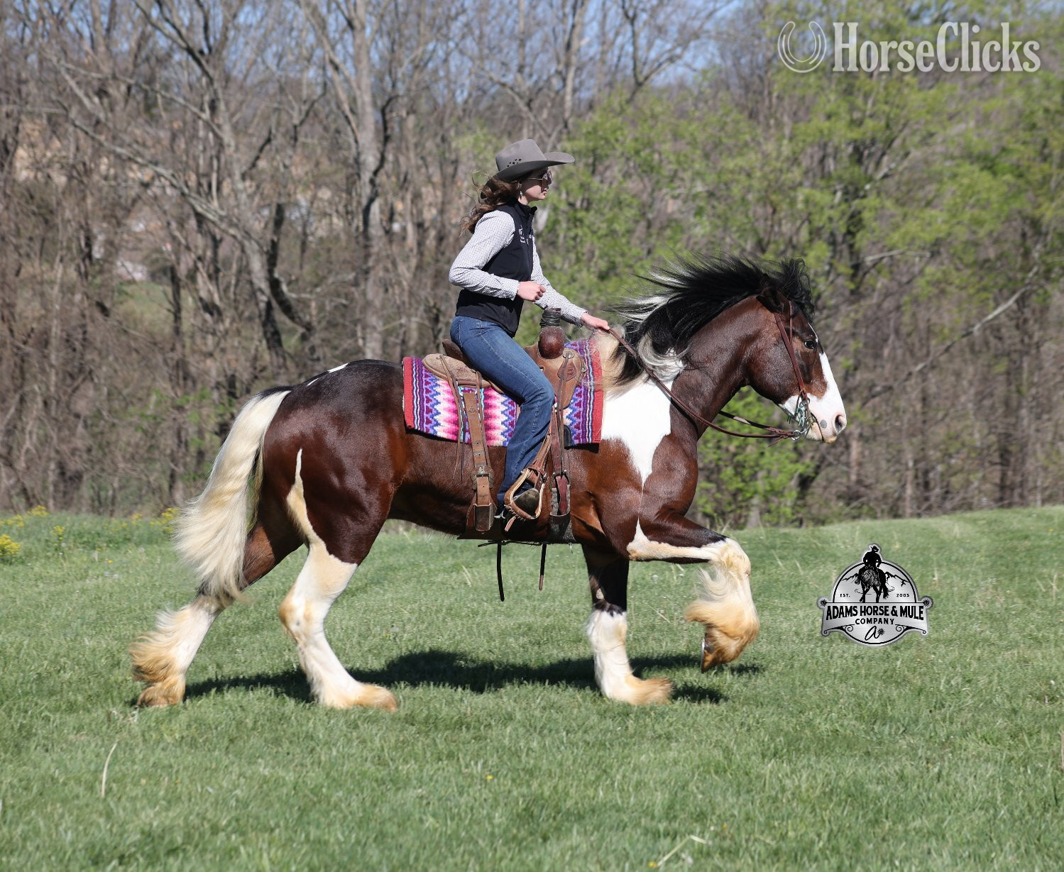 Quarter Horse - "" Tabiano Gelding Quarter Horse in Kentucky