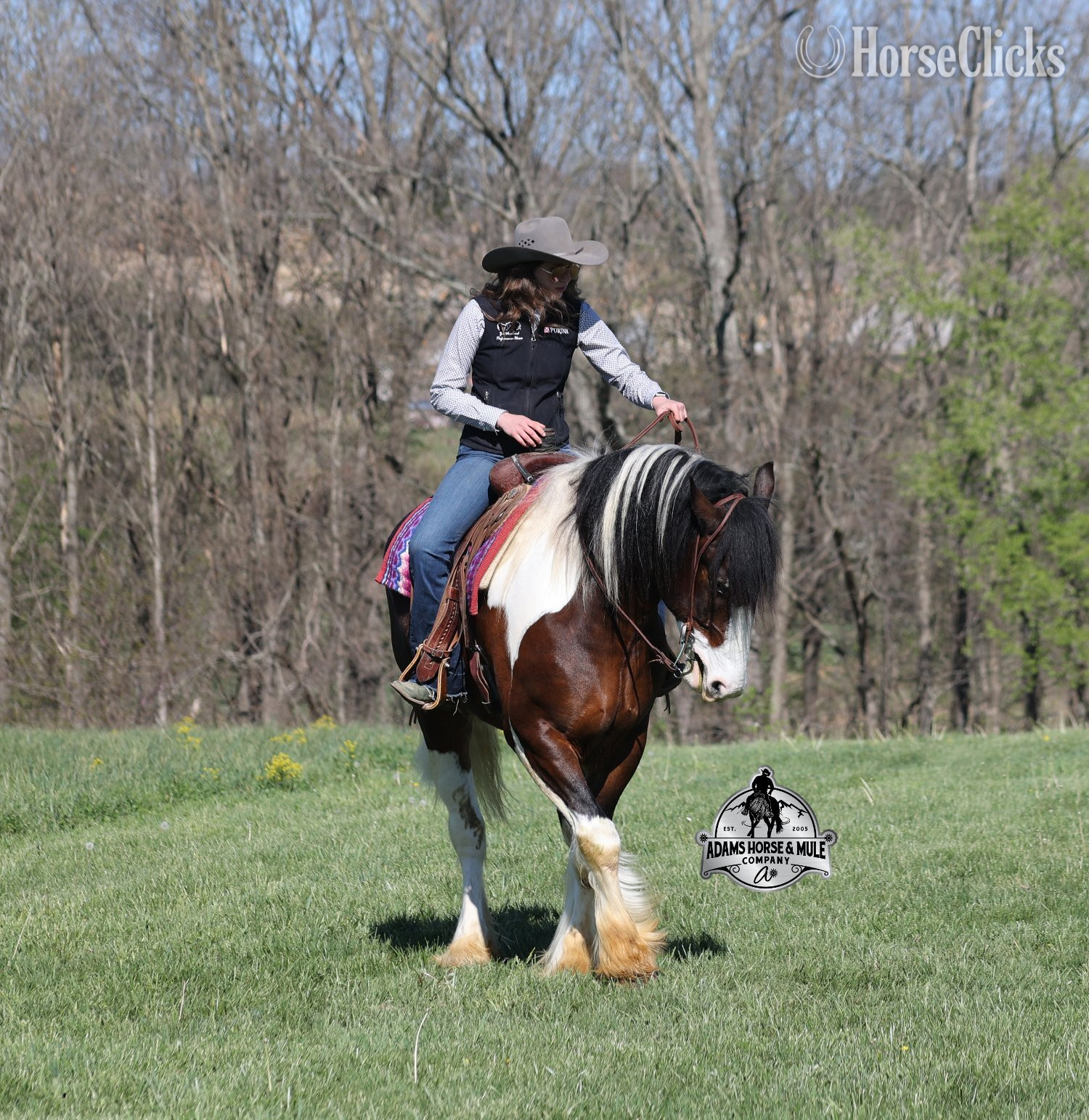 Quarter Horse - "" Tabiano Gelding Quarter Horse