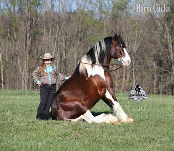 "" Tabiano Gelding Quarter Horse