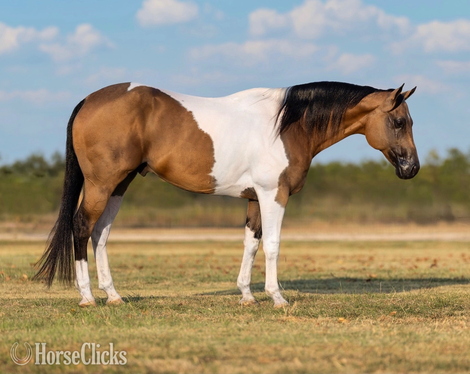 "Tajin" Buckskin Gelding Paint