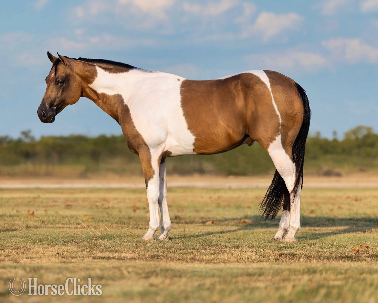 Texas "Tajin" Buckskin Gelding Paint