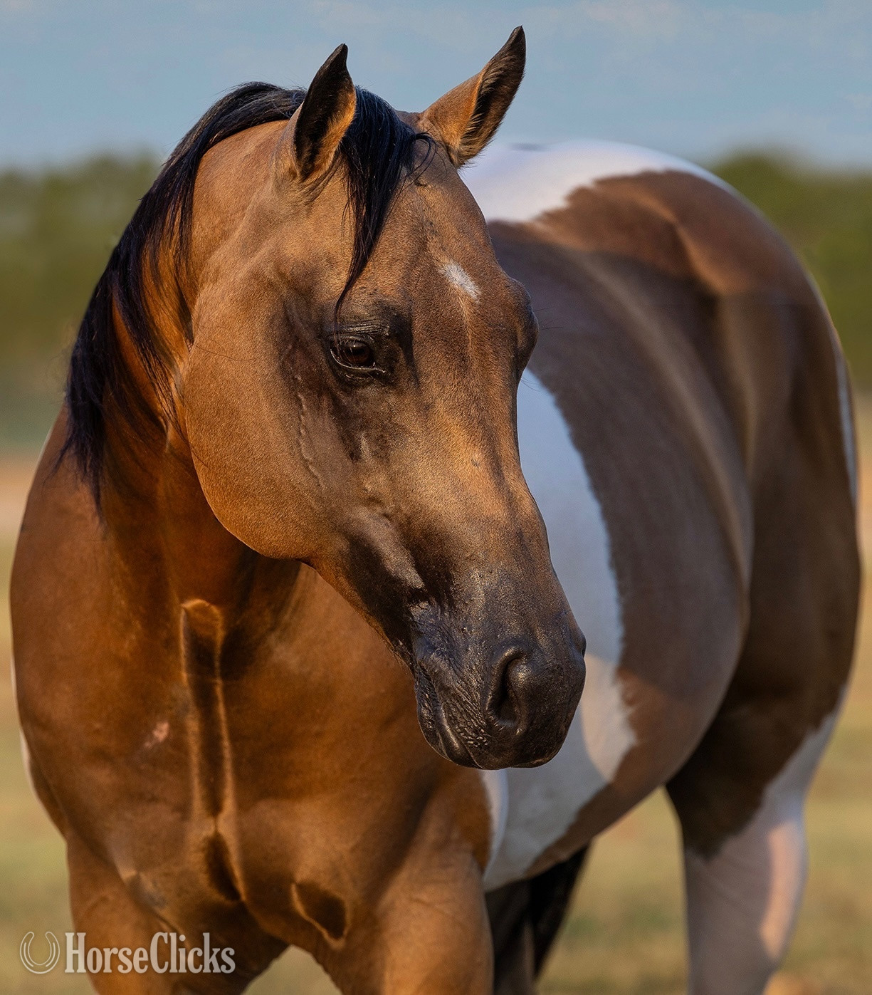 "Tajin" Buckskin Gelding Paint - Paint in Texas