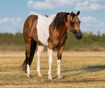 "Tajin" Buckskin Gelding Paint