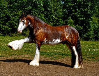 "RJF Snow Storm" Chestnut Gelding Gypsy Vanner