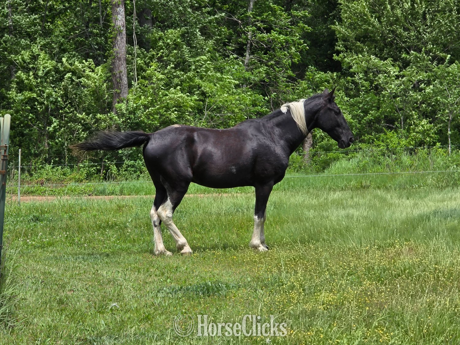 "Elvis" Tabiano Gelding Tennessee Walker