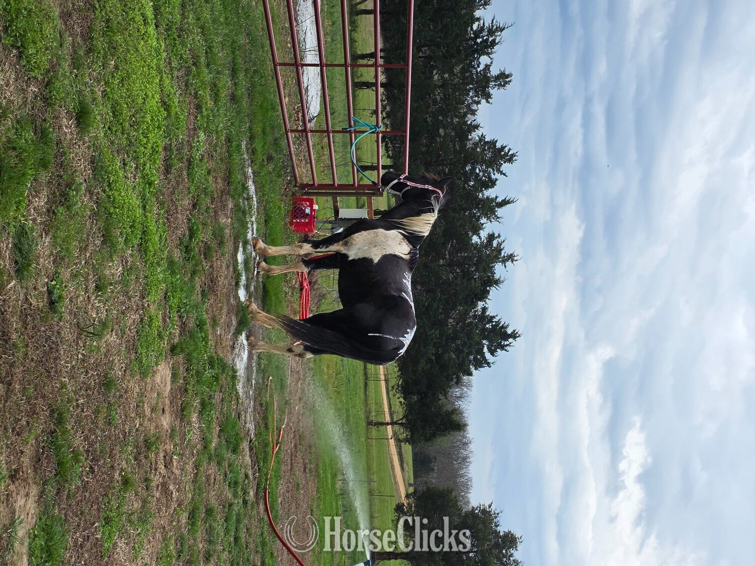Missouri "Elvis" Tabiano Gelding Tennessee Walker