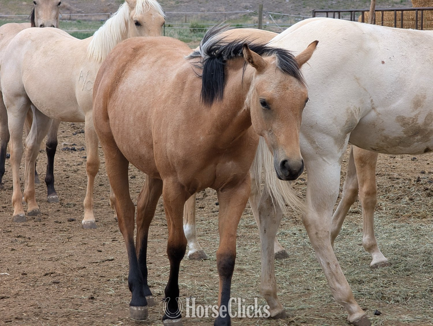 "Concords Nu Copper" Buckskin Filly Quarter Horse in Montana