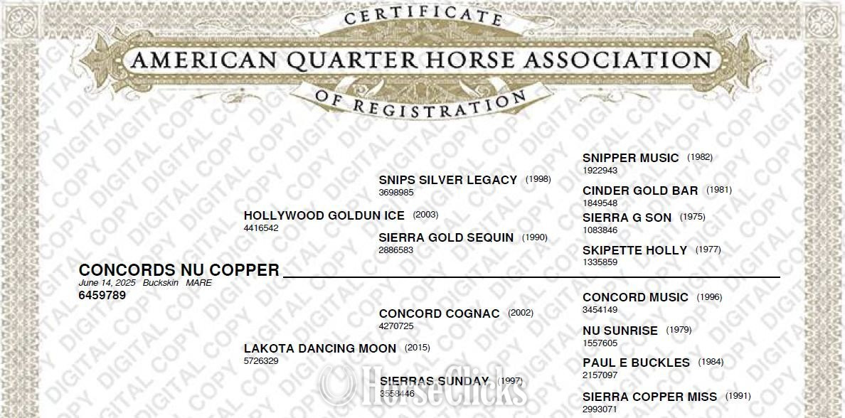 "Concords Nu Copper" Buckskin Filly Quarter Horse