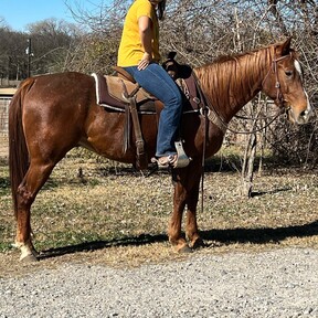 "Dr. Pepper" Chestnut Gelding Quarter Horse