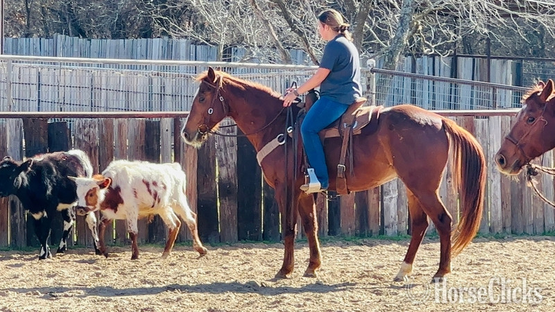 Texas "Dr. Pepper" Chestnut Gelding Quarter Horse