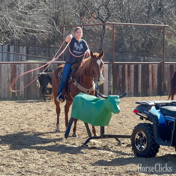 "Dr. Pepper" Chestnut Gelding Quarter Horse - Quarter Horse in Texas