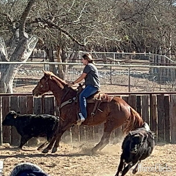 "Dr. Pepper" Chestnut Gelding Quarter Horse - Quarter Horse