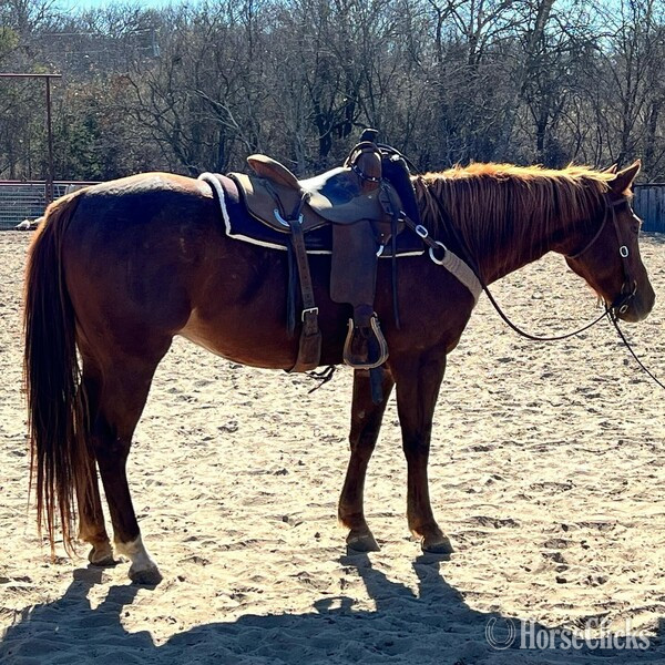 Quarter Horse - "Dr. Pepper" Chestnut Gelding Quarter Horse in Texas