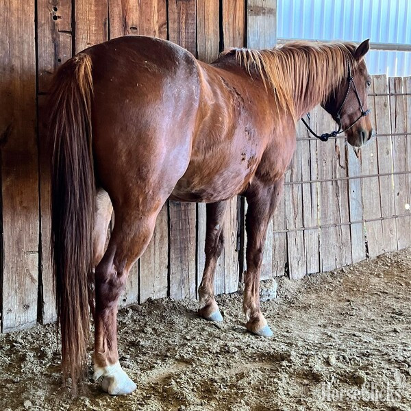 Quarter Horse - "Dr. Pepper" Chestnut Gelding Quarter Horse