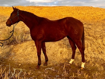 "Rambo" Sorrel Gelding Quarter Horse