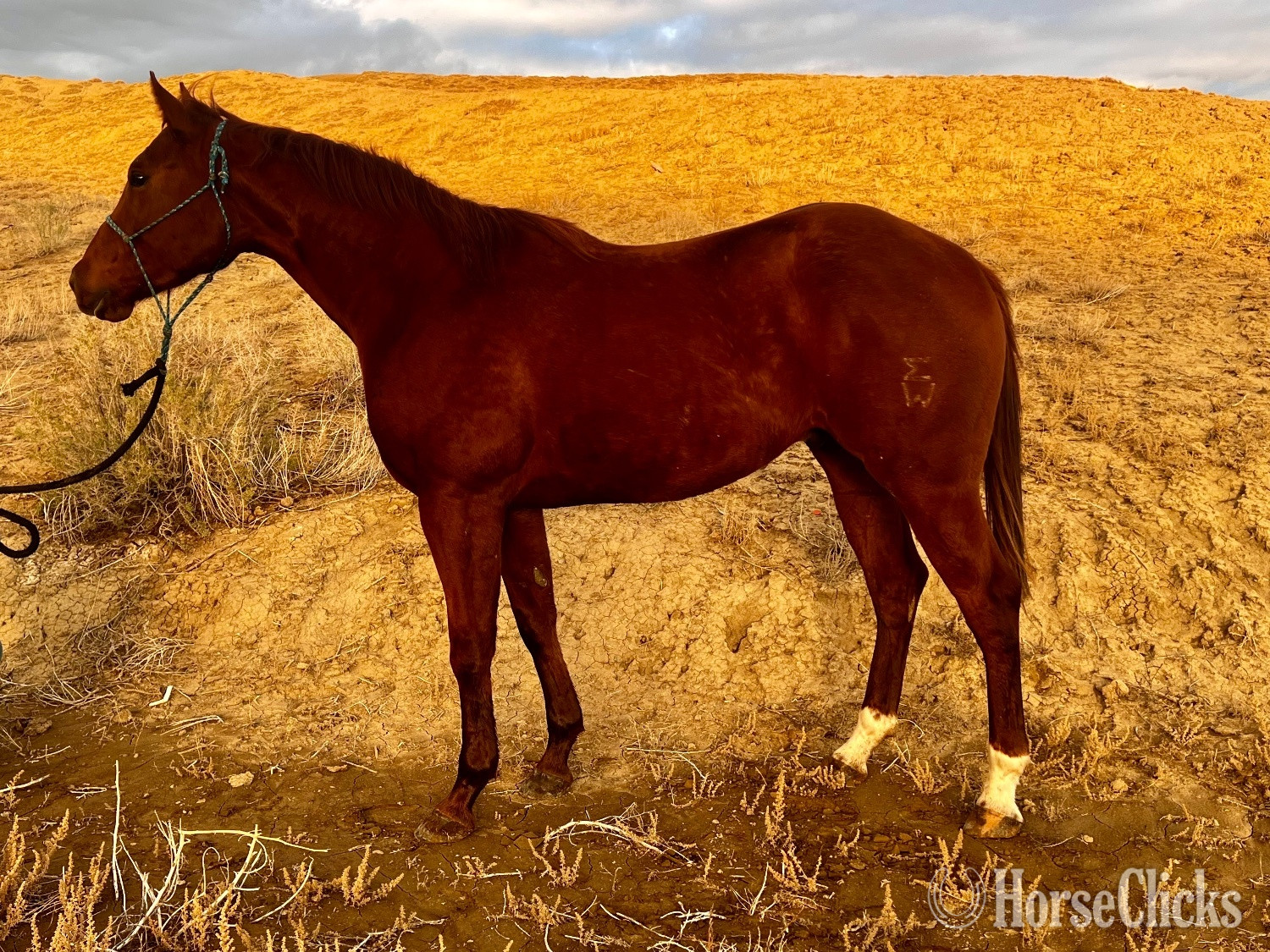 "Rambo" Sorrel Gelding Quarter Horse in Arizona