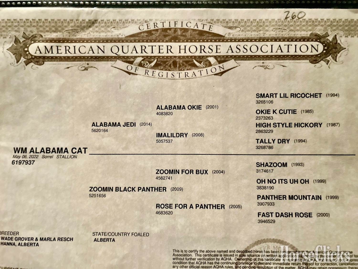 "Rambo" Sorrel Gelding Quarter Horse