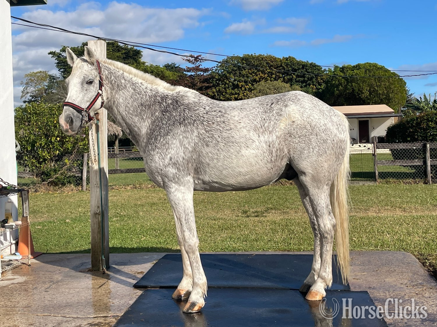 "Incognito" Grey Gelding Warmblood in New Jersey