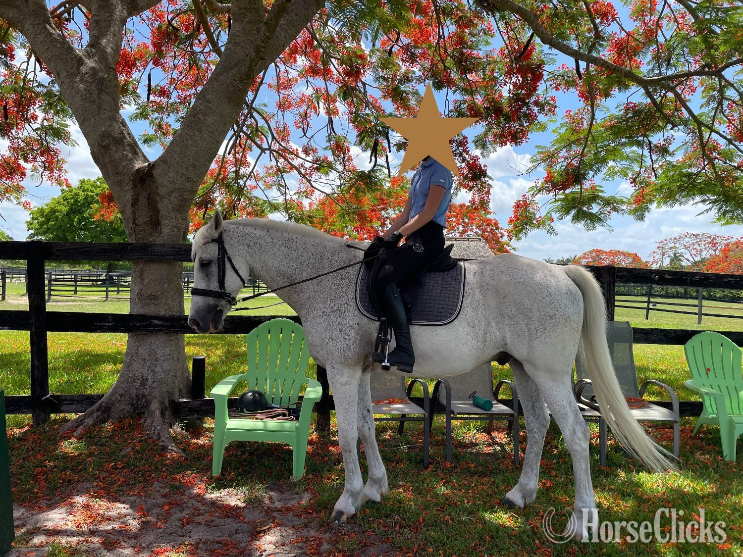 "Incognito" Grey Gelding Warmblood