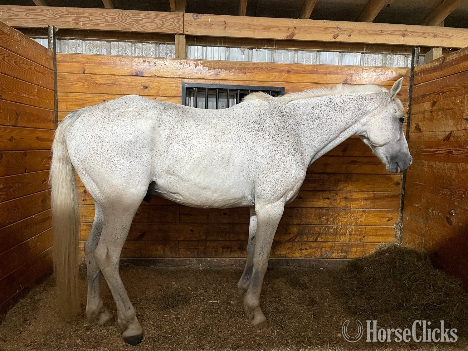 New Jersey "Incognito" Grey Gelding Warmblood