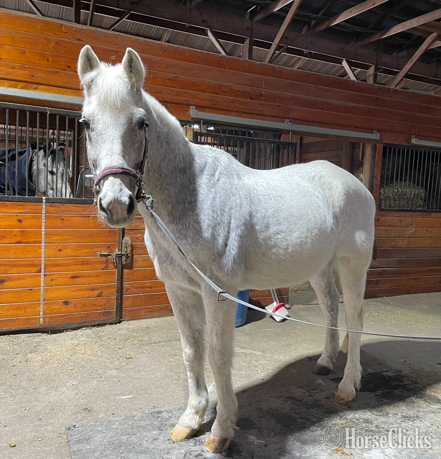 "Incognito" Grey Gelding Warmblood - Warmblood in New Jersey