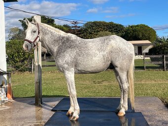 "Incognito" Grey Gelding Warmblood