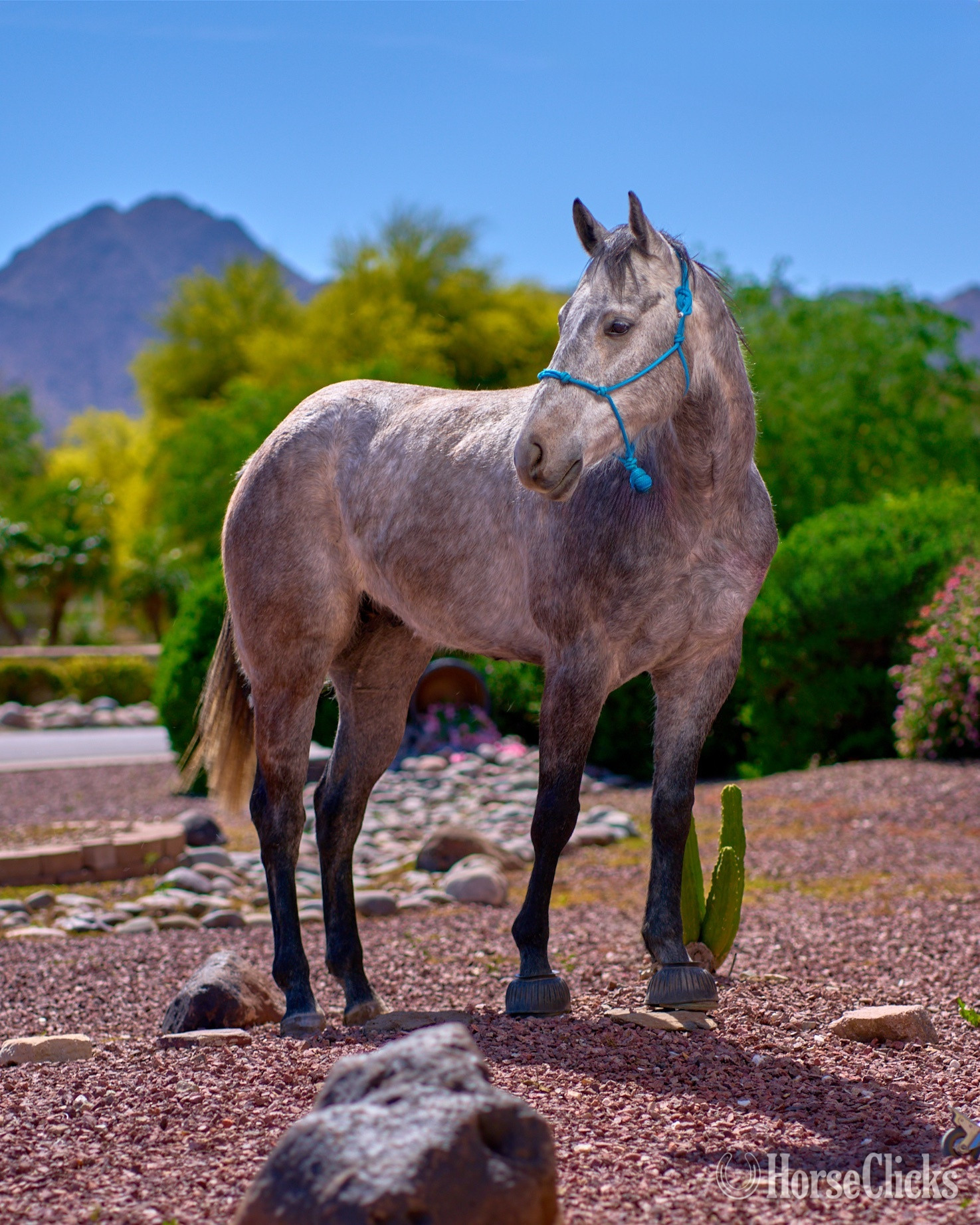 "Blue Suede" Grey Gelding Quarter Horse