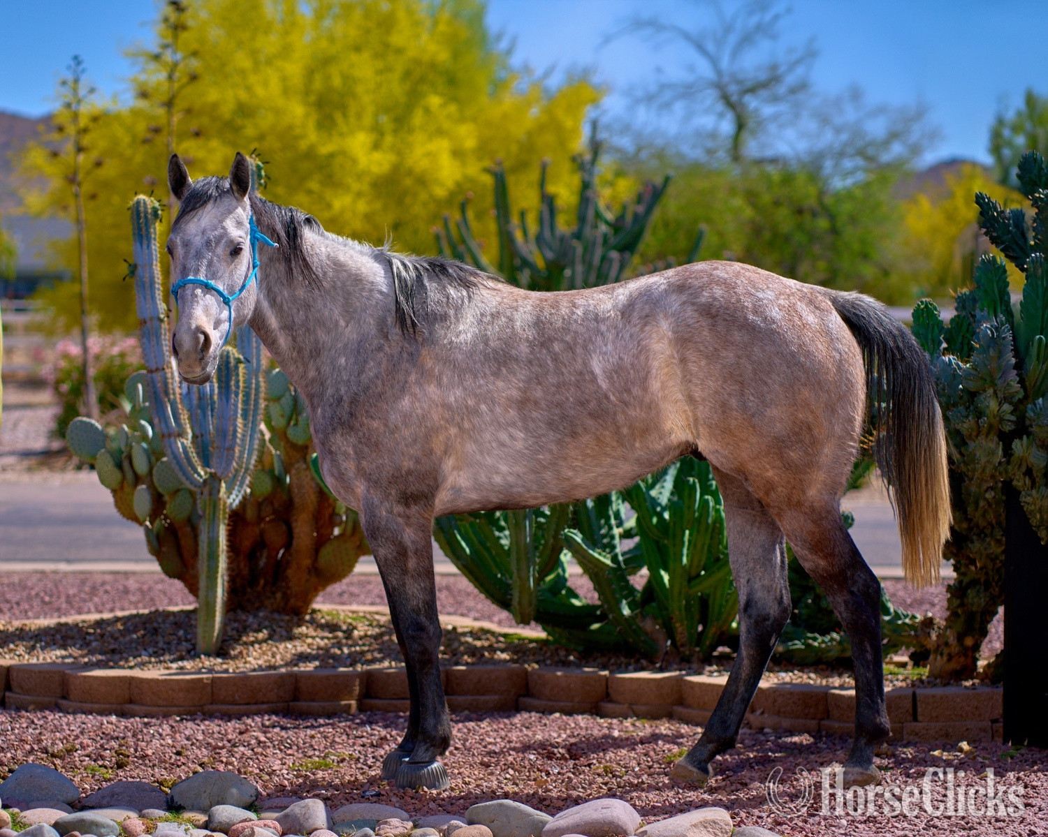 Arizona "Blue Suede" Grey Gelding Quarter Horse