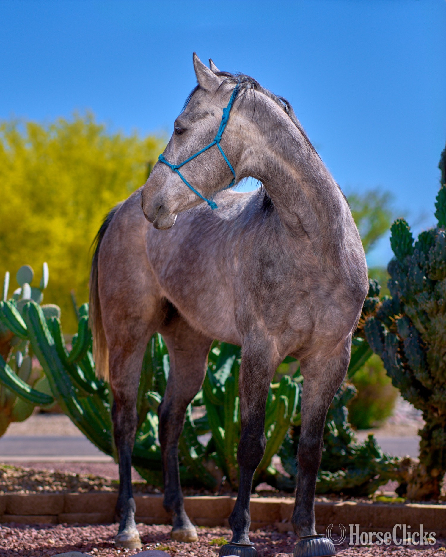 "Blue Suede" Grey Gelding Quarter Horse - Quarter Horse in Arizona