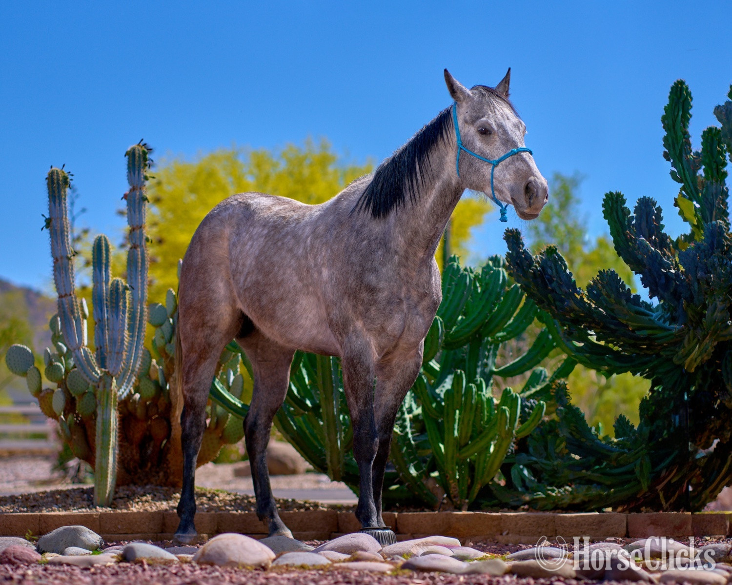 "Blue Suede" Grey Gelding Quarter Horse - Quarter Horse