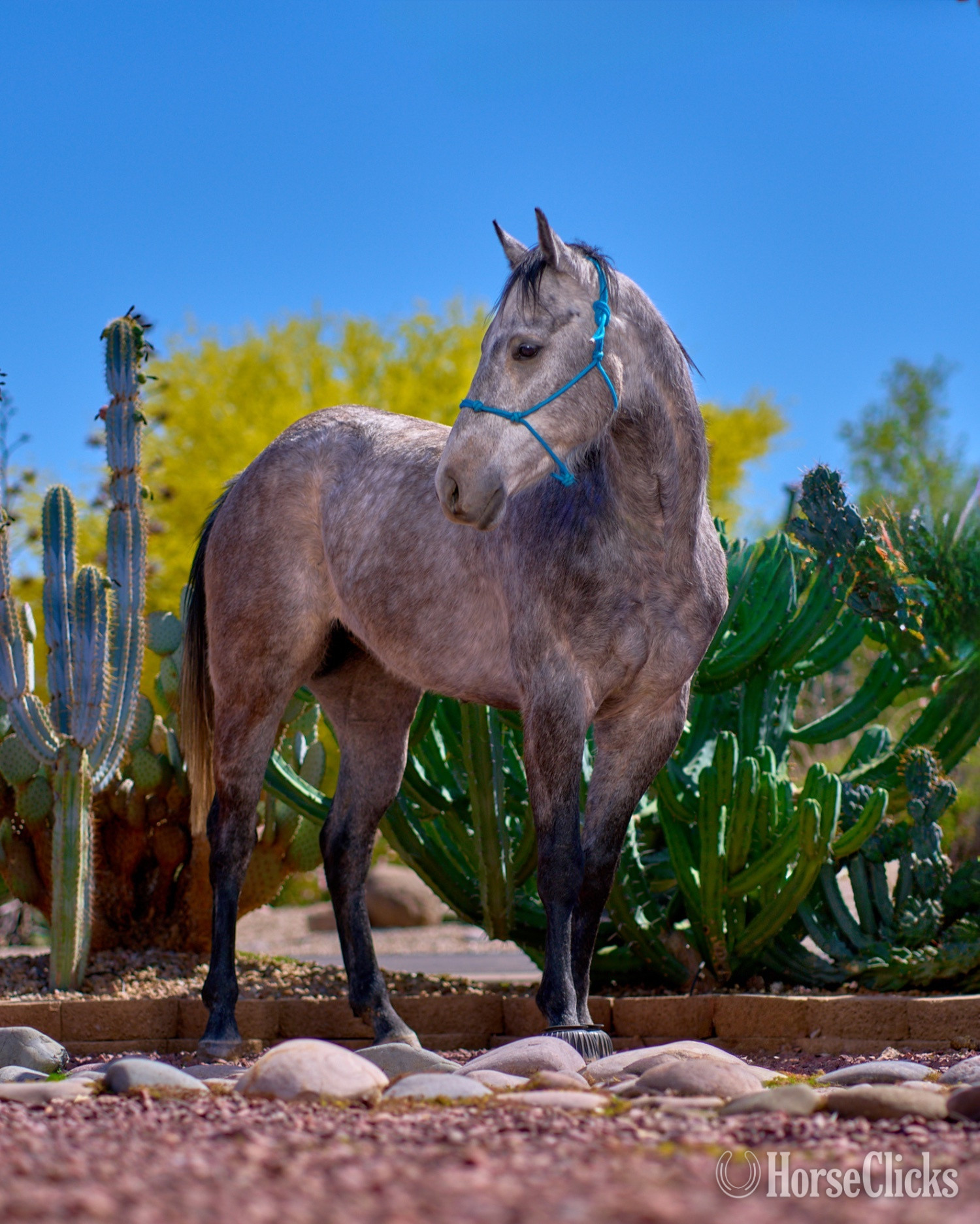 "Blue Suede" Grey Gelding Quarter Horse Arizona