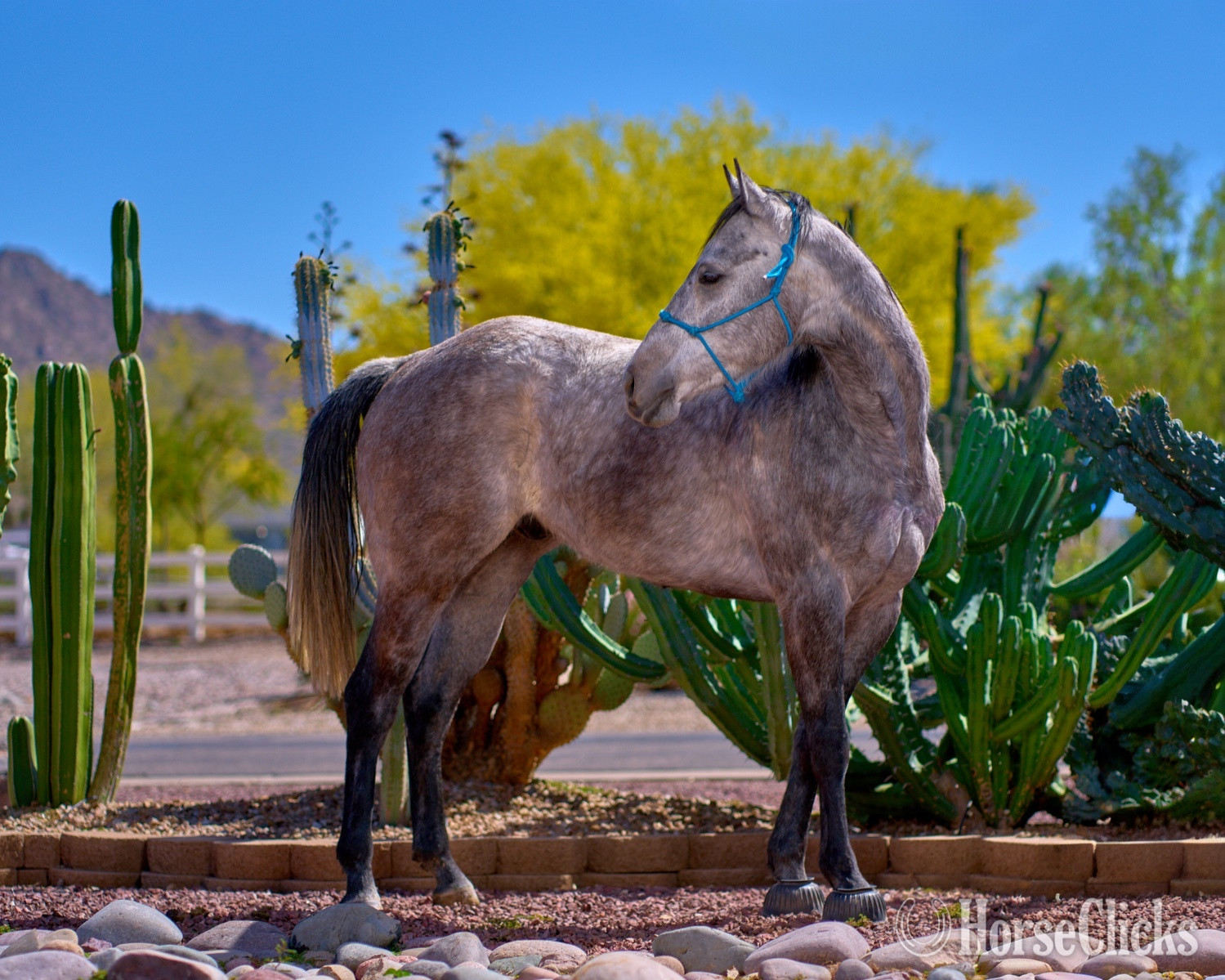 Quarter Horse - "Blue Suede" Grey Gelding Quarter Horse in Arizona