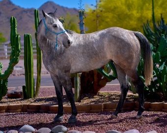 "Blue Suede" Grey Gelding Quarter Horse