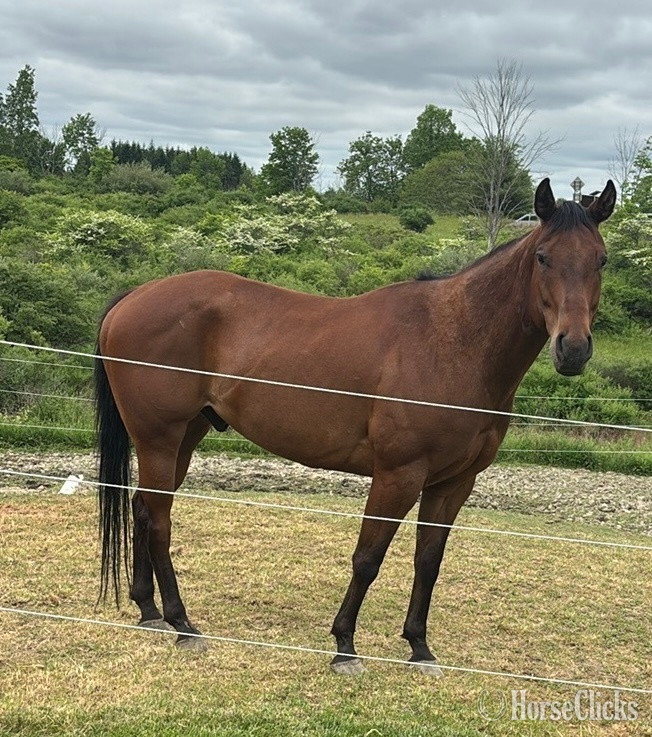 "I’m the Nex Bully" Bay Gelding Quarter Horse