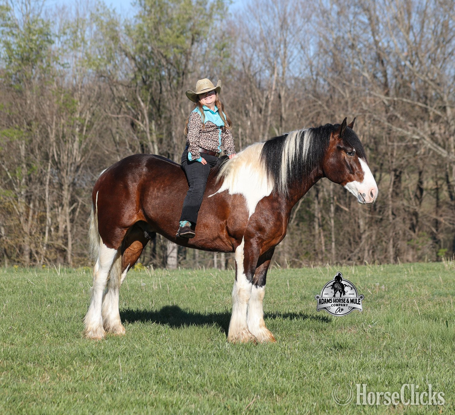 "" Tabiano Gelding Draft Kentucky