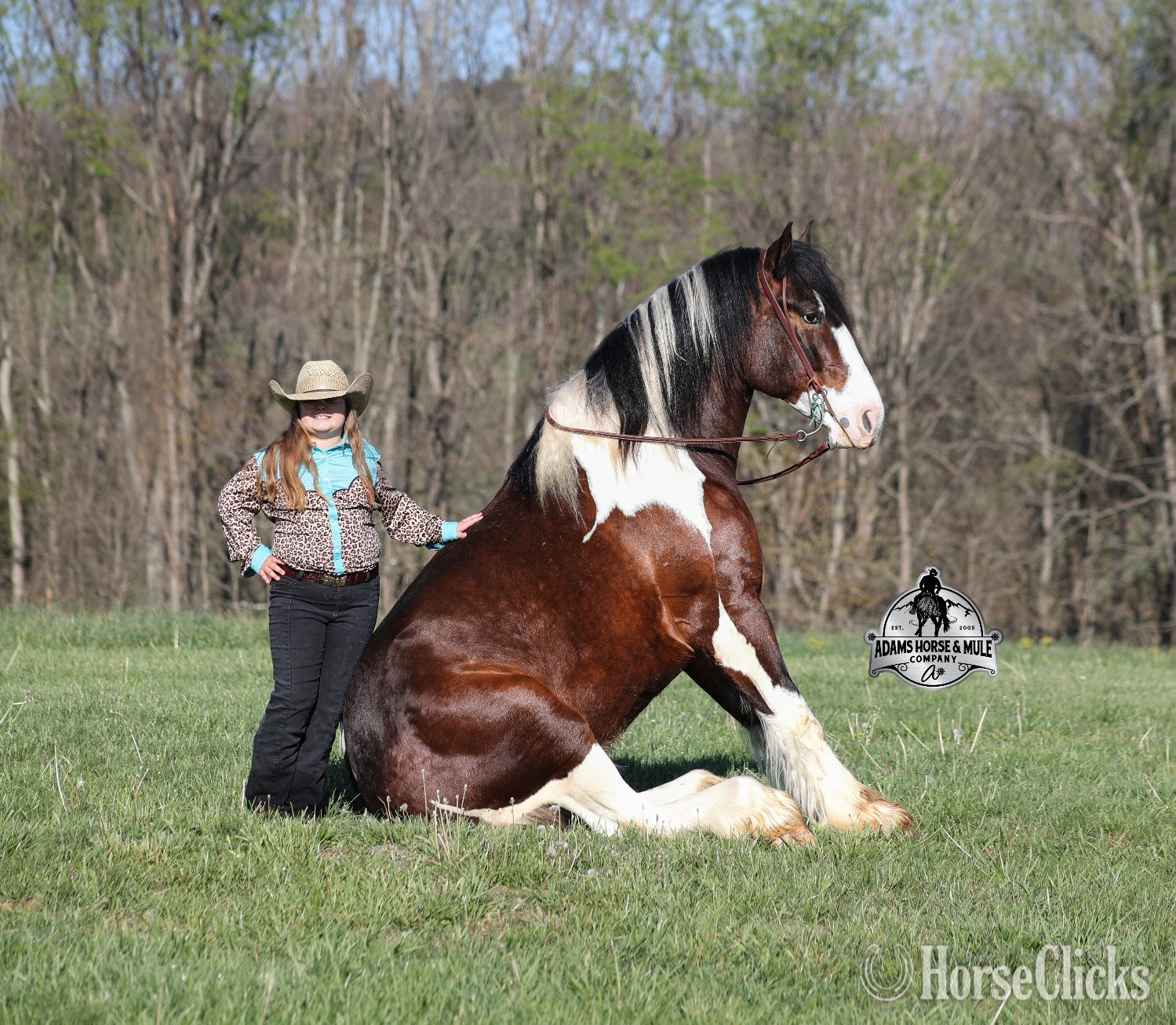 "" Tabiano Gelding Draft